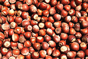 Freshly harvested hazelnuts