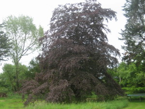 Fagus sylvatica Purpurea