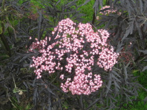 Black elder