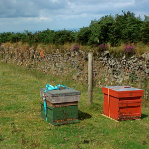 Beehives close to Exmoor heather