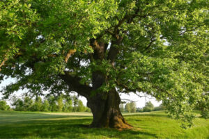 Mature English Oak Tree (Quercus robur)