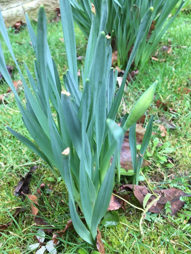 daffodil february with one bud
