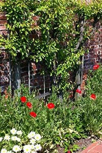 Soft Edges in Urban Garden Design