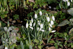 When do Snowdrops Bloom in the UK?