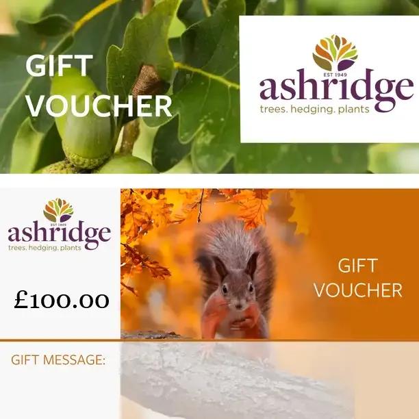 Ashridge Trees £100 gift voucher with autumn squirrel design for trees hedging and plants