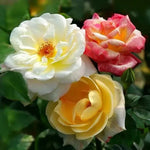3 RHS Award Winning Scented Rose Flowers