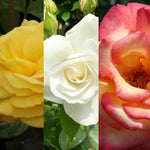 3 RHS Award Winning Scented Rose Flowers