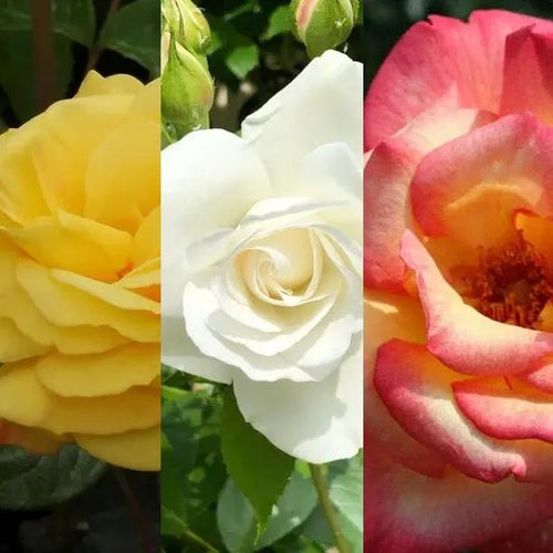 3 RHS Award Winning Scented Rose Flowers