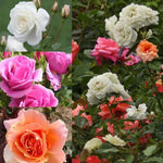 Collection of three shrub Rose Flowers
