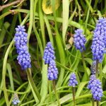 Blue grape hyacinth flowers blooming among long green leaves in a garden setting.