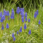 Blue grape hyacinth flowers blooming in a garden bed among green grass and pale silvery foliage.