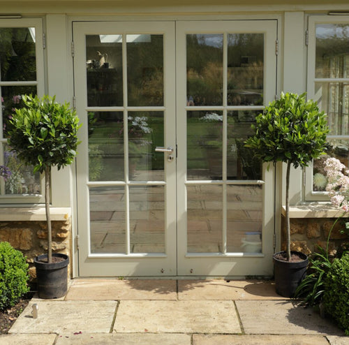 Gift Wrapped Bay Laurel Trees