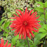 A bright red dahlia flower with long, spiky petals in full bloom, surrounded by green leaves in a garden setting.