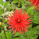 A bright red dahlia flower with long, narrow petals blooming amidst green foliage.
