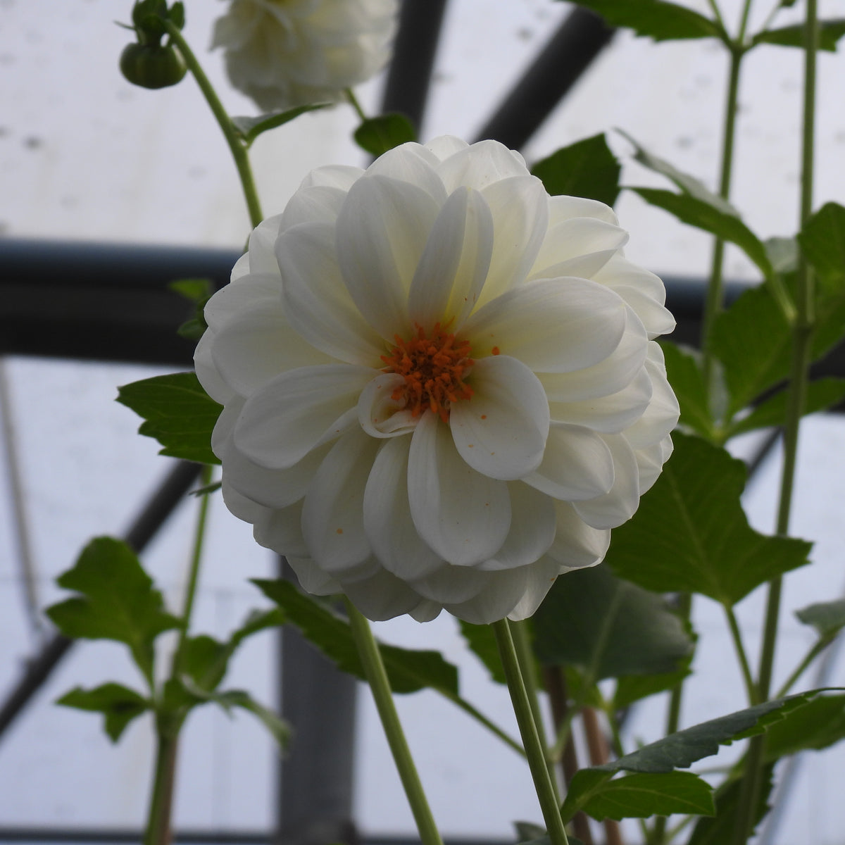 Close up of Boom Boom White Dahlia