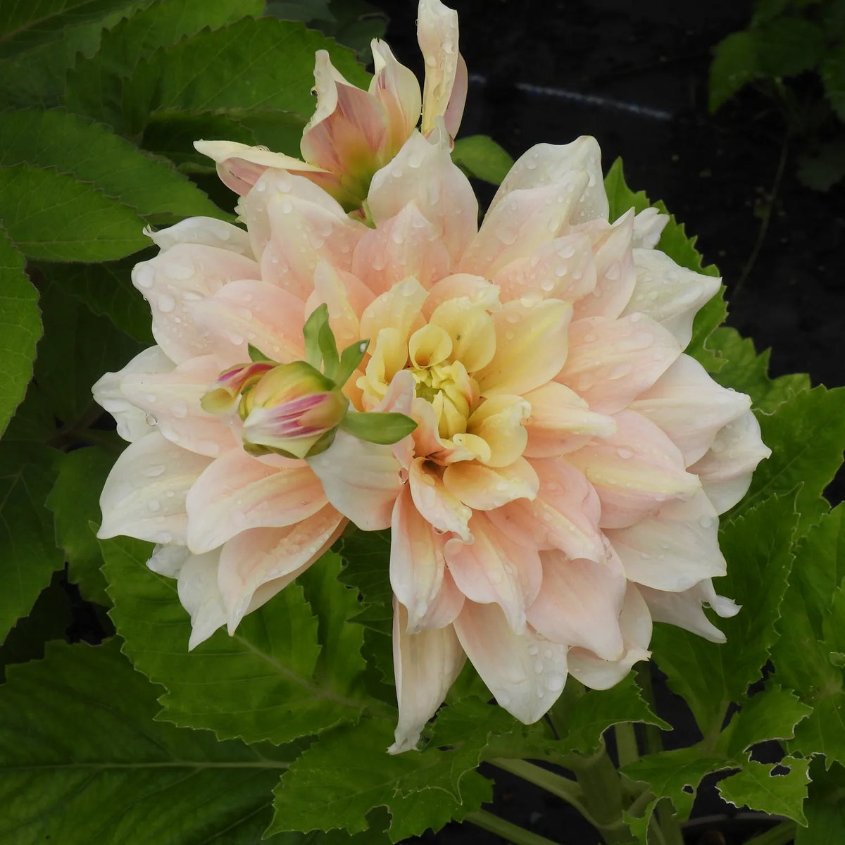 A close-up of a large dahlia flower in soft peach, cream, and pale yellow tones, surrounded by green leaves with water droplets on the petals.