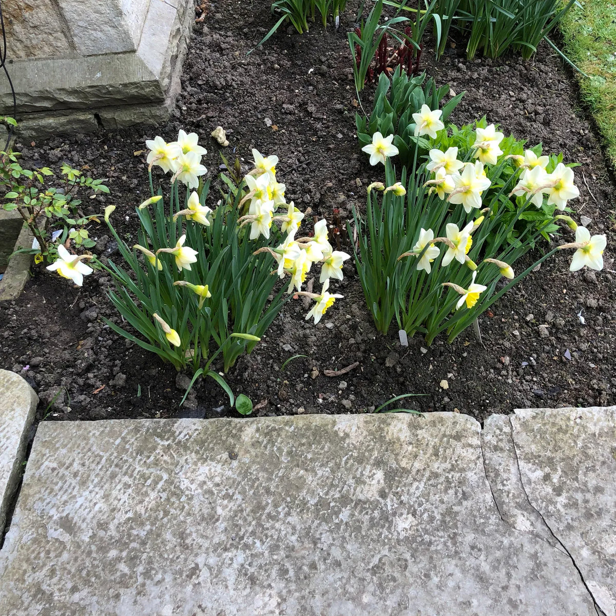 White and yellow daffodil flowers blooming in a garden bed with dark soil, bordered by a stone path in the foreground.