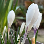 Close up of White Crocus Bud 'Joan of Arc'