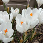 White crocuses with bright orange centers blooming in a pot with dark soil and green leaves.