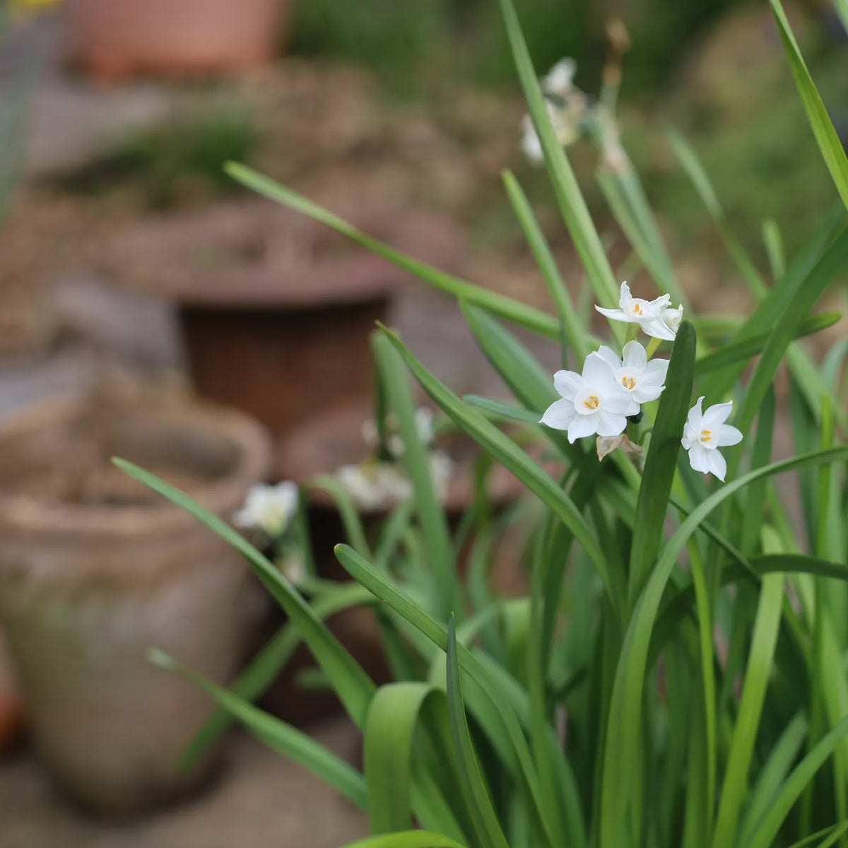 White star-shaped flowers with yellow centres bloom among narrow green grass-like leaves in a garden setting