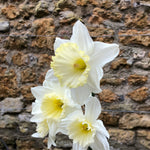 Three white daffodils with pale yellow centers in full bloom, set against a rustic brown and beige stone wall background.