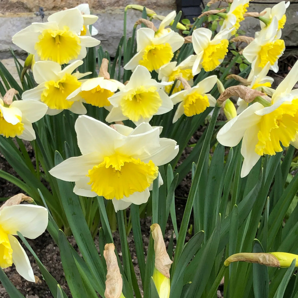 White daffodils with bright yellow trumpets growing in garden border, some buds still emerging from brown papery sheaths