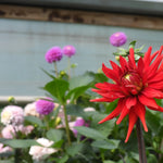 A close-up of a bright red dahlia flower in full bloom, with other pink and purple dahlias and green foliage blurred in the background against a soft blue-gray backdrop.