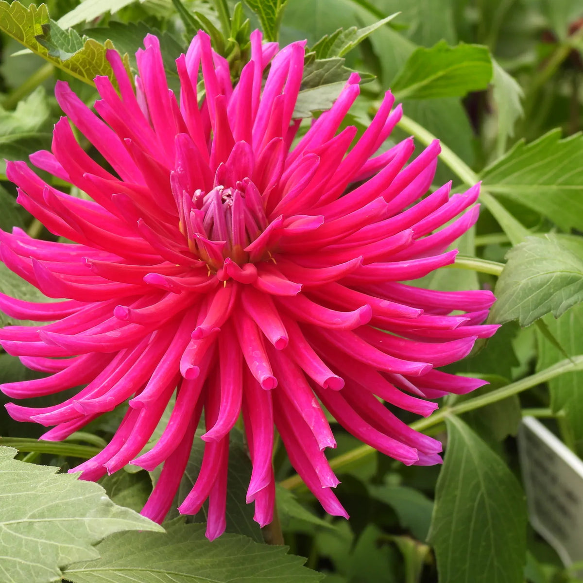 A close-up of a bright pink dahlia flower in full bloom, surrounded by green foliage.