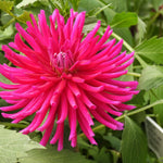 A close-up of a bright pink dahlia flower in full bloom, surrounded by green foliage.