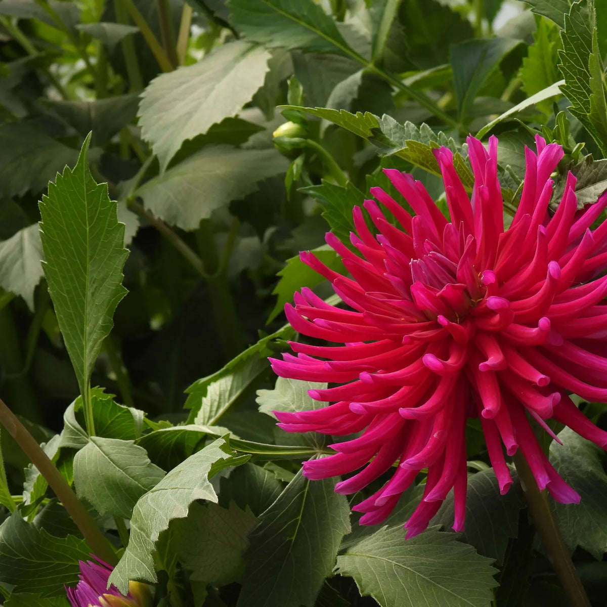 A close-up of a bright pink dahlia flower in full bloom surrounded by green leaves.