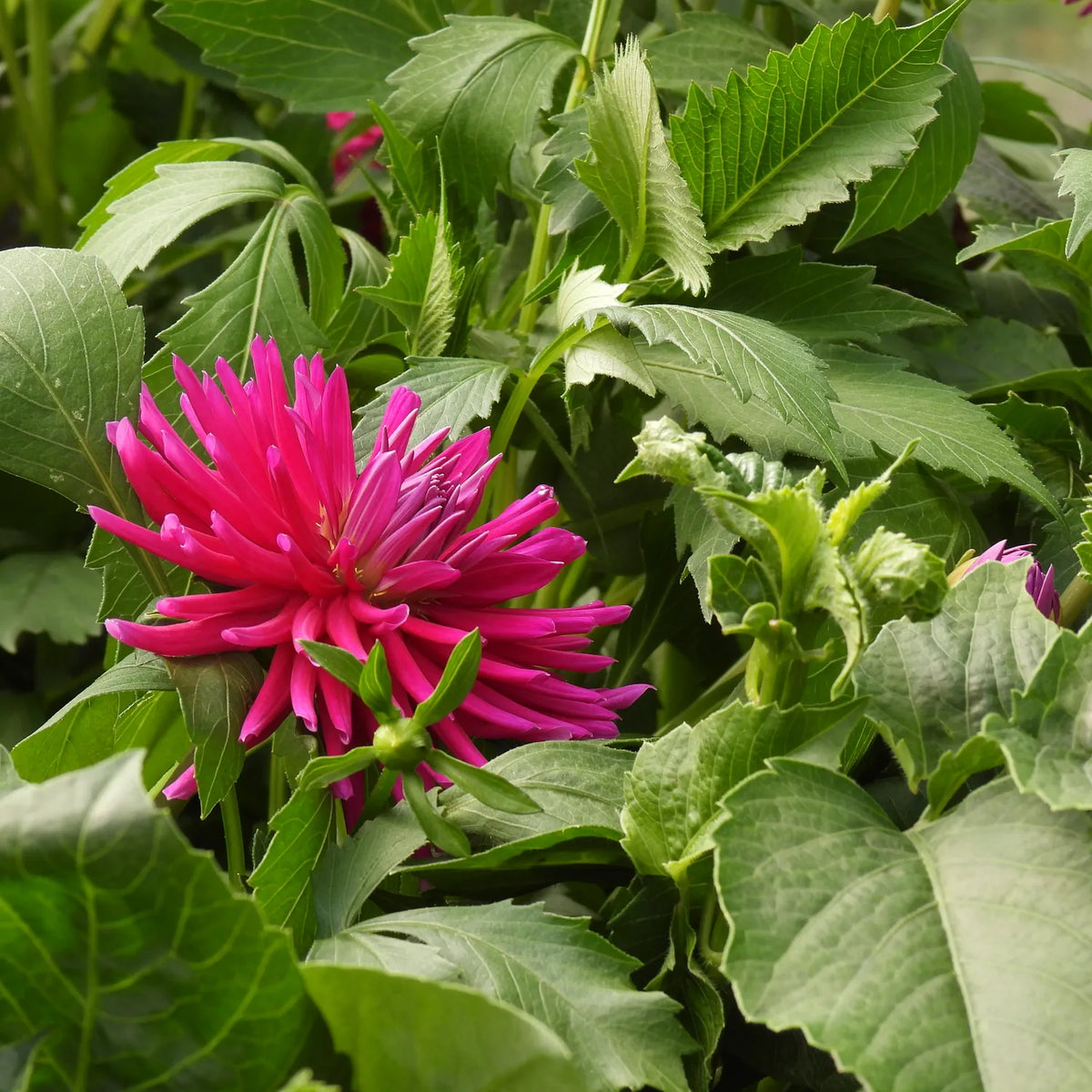 A bright magenta-pink dahlia flower blooming among lush green leaves.
