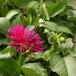 A bright magenta-pink dahlia flower blooming among lush green leaves.