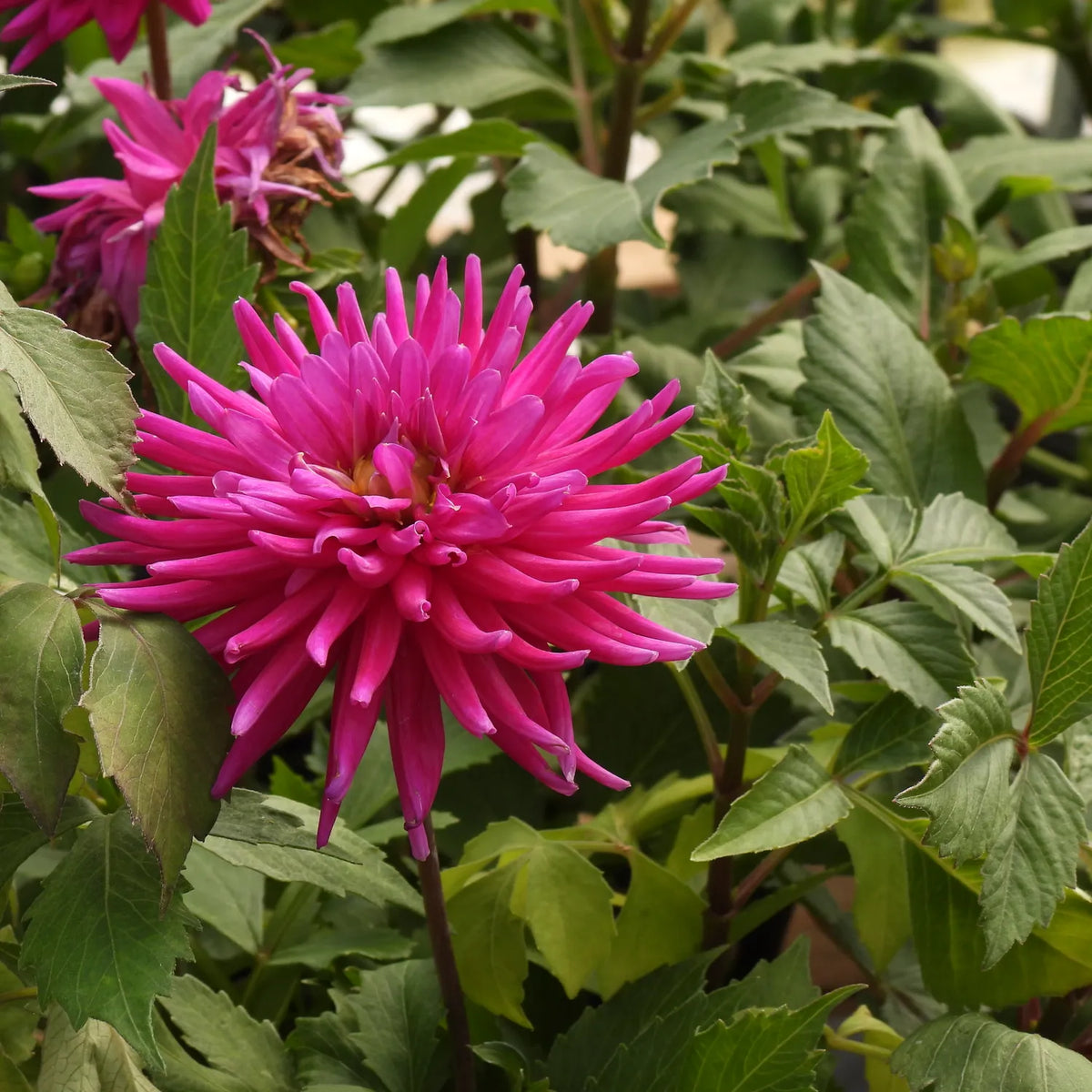 A close-up of a bright pink (Purple Gem) dahlia flower in full bloom, surrounded by green leaves in a garden setting.