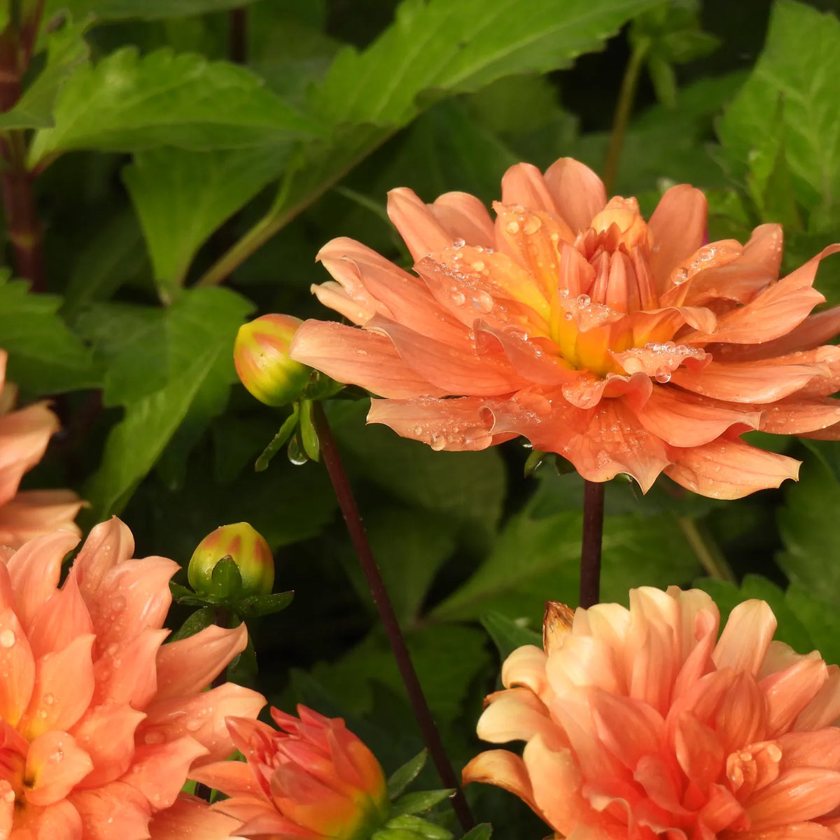 Close-up of peach-orange dahlia flowers with water droplets on their petals, surrounded by lush green foliage.