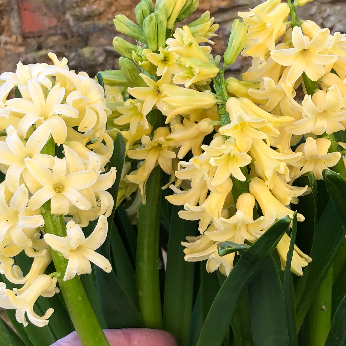 Pale yellow and cream hyacinth flowers with densely packed star-shaped blooms on thick green stems and strap-like leaves