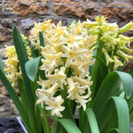 Pale yellow hyacinth flowers in dense spikes with strap-like green leaves, potted plants held against stone wall