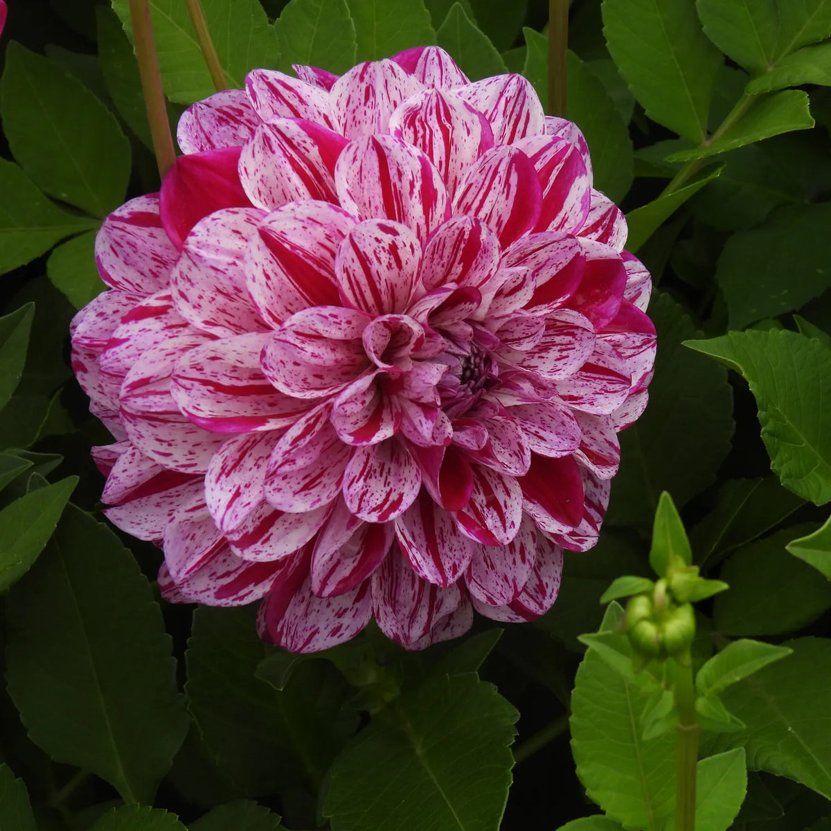 Close up of Ida Mae pink speckled dahlia flower