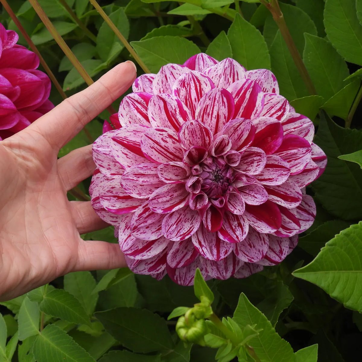 Hand holding large striped Pale Pink & Purple dahlia flower