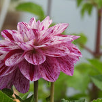 Close up of Ida Mae Dahlia flower petals