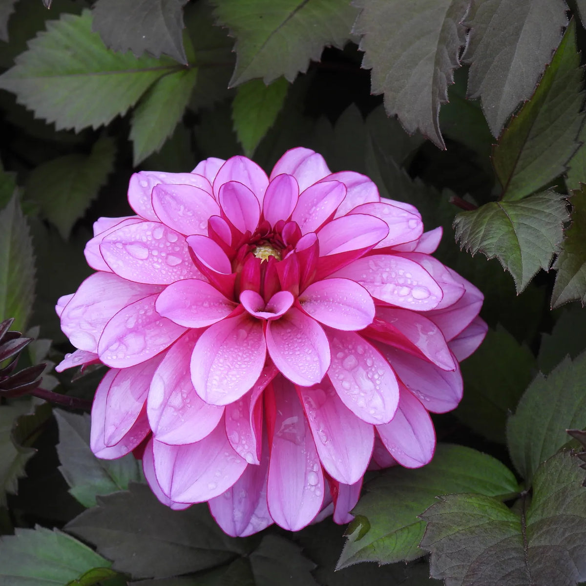 A close-up of a blooming pink dahlia flower with water droplets on its petals, surrounded by dark green leaves.