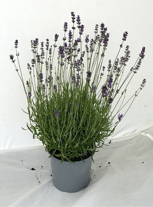Munstead Lavender Hedge Plants