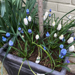 Blue and white muscari grapevine flowers blooming in a gray rectangular planter box with green foliage, set against a light brick wall.