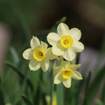 Close up of Minnow Daffodil Flowers