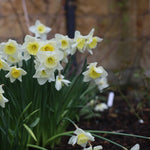 Ice Follies Narcissus flowering in Spring