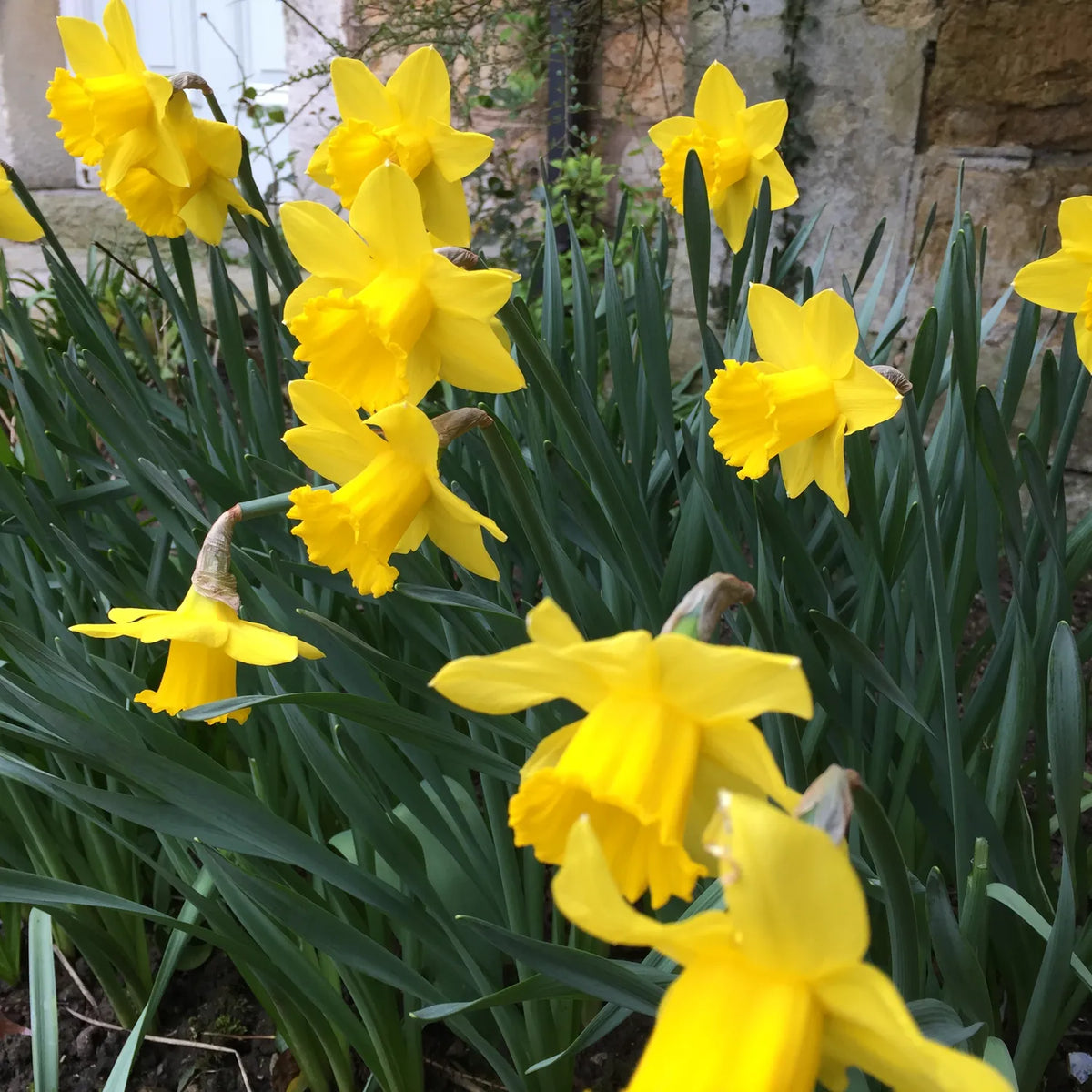 Clump of yellow trumpet daffodils in flower in a garden border beside a stone wall, with blue-green strap leaves