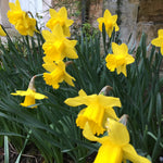 Clump of yellow trumpet daffodils in flower in a garden border beside a stone wall, with blue-green strap leaves