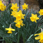 Clump of yellow trumpet King Alfred daffodils in flower in a garden border beside a stone wall, with blue-green strap leaves