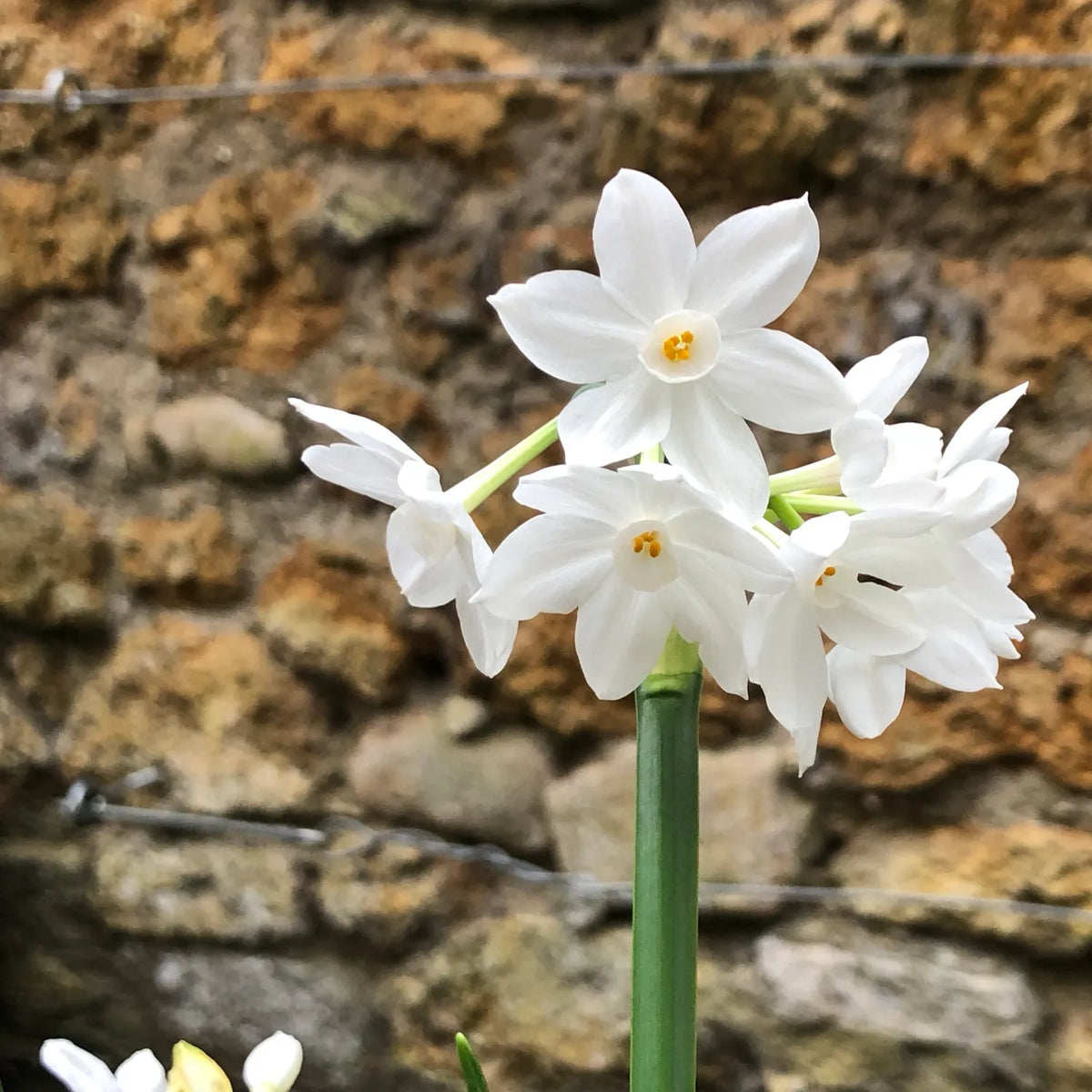 White star-shaped flowers with orange centres clustered on a single green stem against a stone wall background
