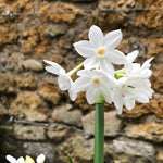 White star-shaped flowers with orange centres clustered on a single green stem against a stone wall background
