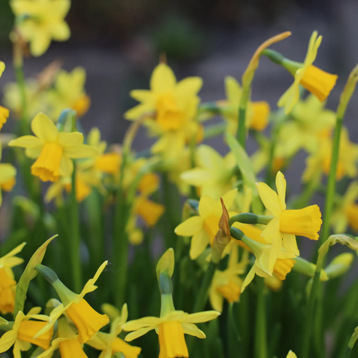 A close-up view of blooming Tete a Tete yellow daffodils with green stems in a garden setting.